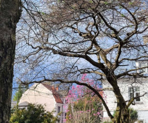 Szlak Kwitnących Magnolii