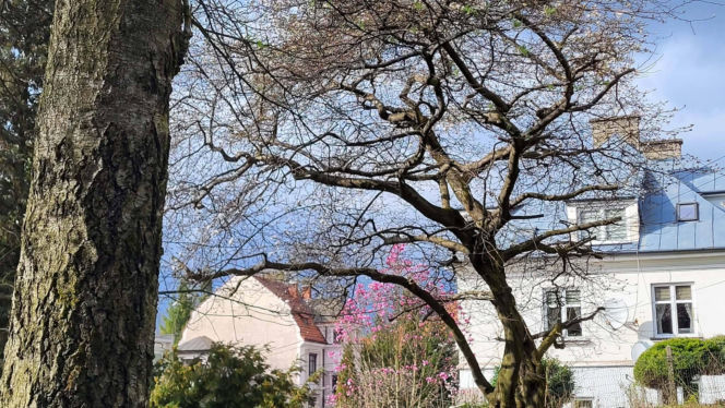 Szlak Kwitnących Magnolii