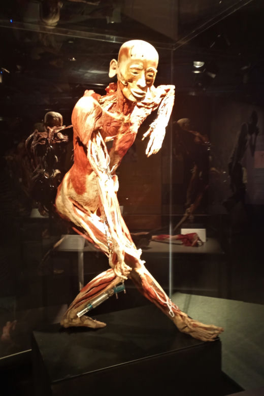 Wystawa Body Worlds w Szczecinie