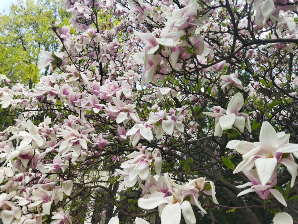 magnolie na KUL-u