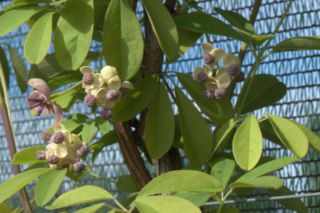 Akebia pięciolistkowa 'Silver Bells' - Akebia quinata 'Silver Bells'