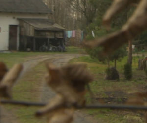 Szok! Matka przez rok trzymała niepełnosprawną córkę w stajni. Dziewczynie ZGNIŁ pośladek i udo