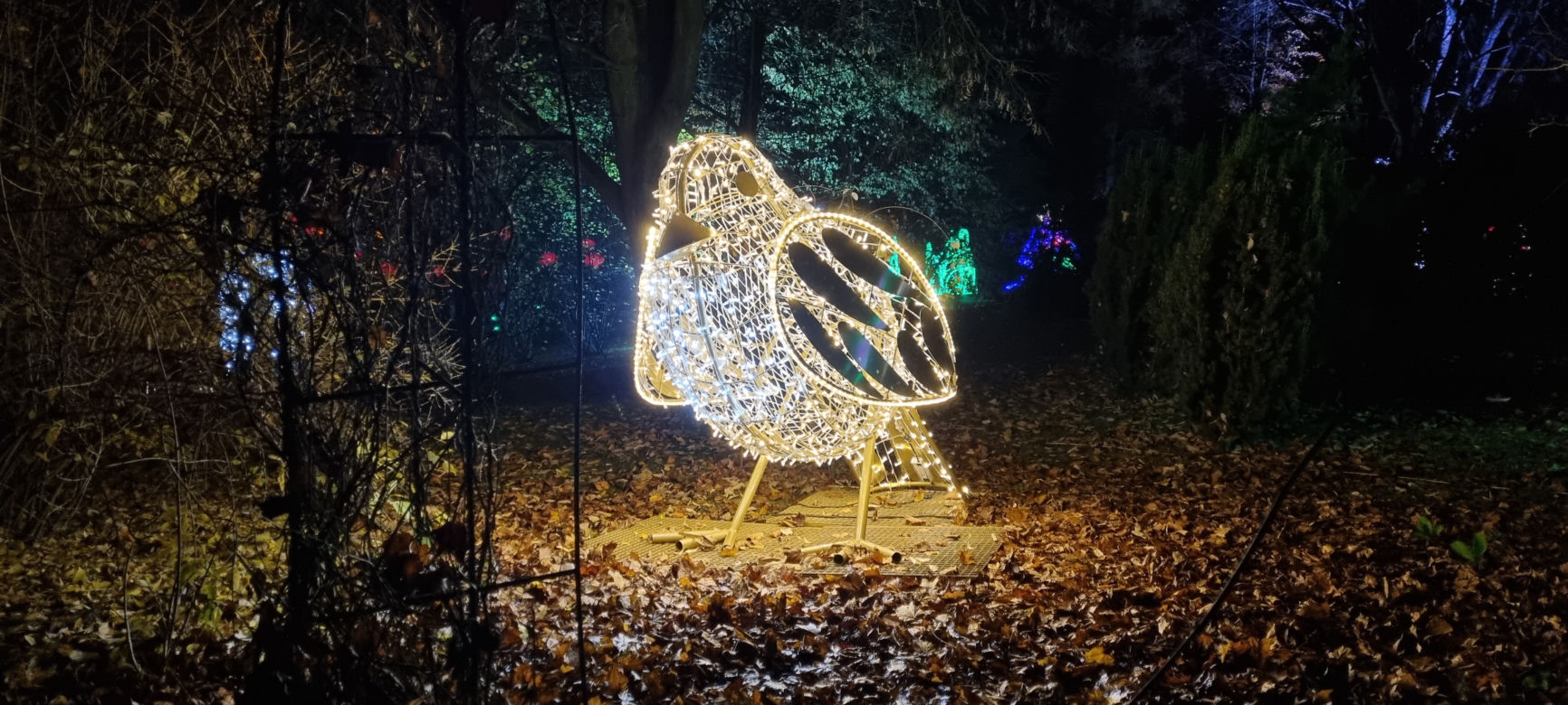 Ogród Botaniczny po zmroku zamienia się w magiczny ogród [GALERIA]