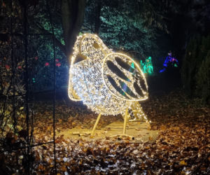 Ogród Botaniczny po zmroku zamienia się w magiczny ogród [GALERIA]