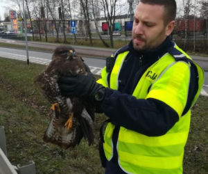 Policjanci uratowali myszołowa