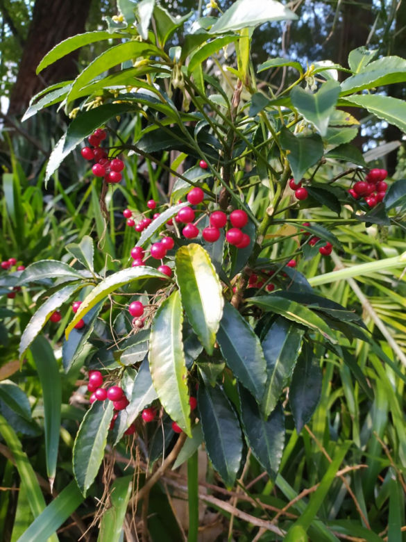 Ardizja karbowana