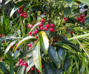 Ardizja karbowana