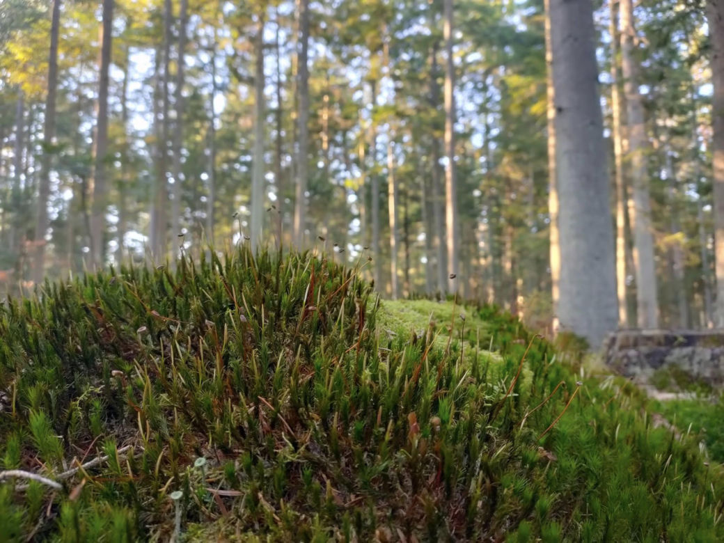 Bliżyńskie Lasy Naturalne