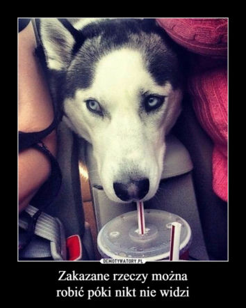 Dzień Psa 2017: Memy i gify
