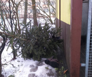 Choinki zalegają przy boksach śmietnikowych w Toruniu