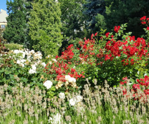Są kolorowe, pachnące i... smaczne! Ogród Botaniczny zaprasza na jadalne kwiaty