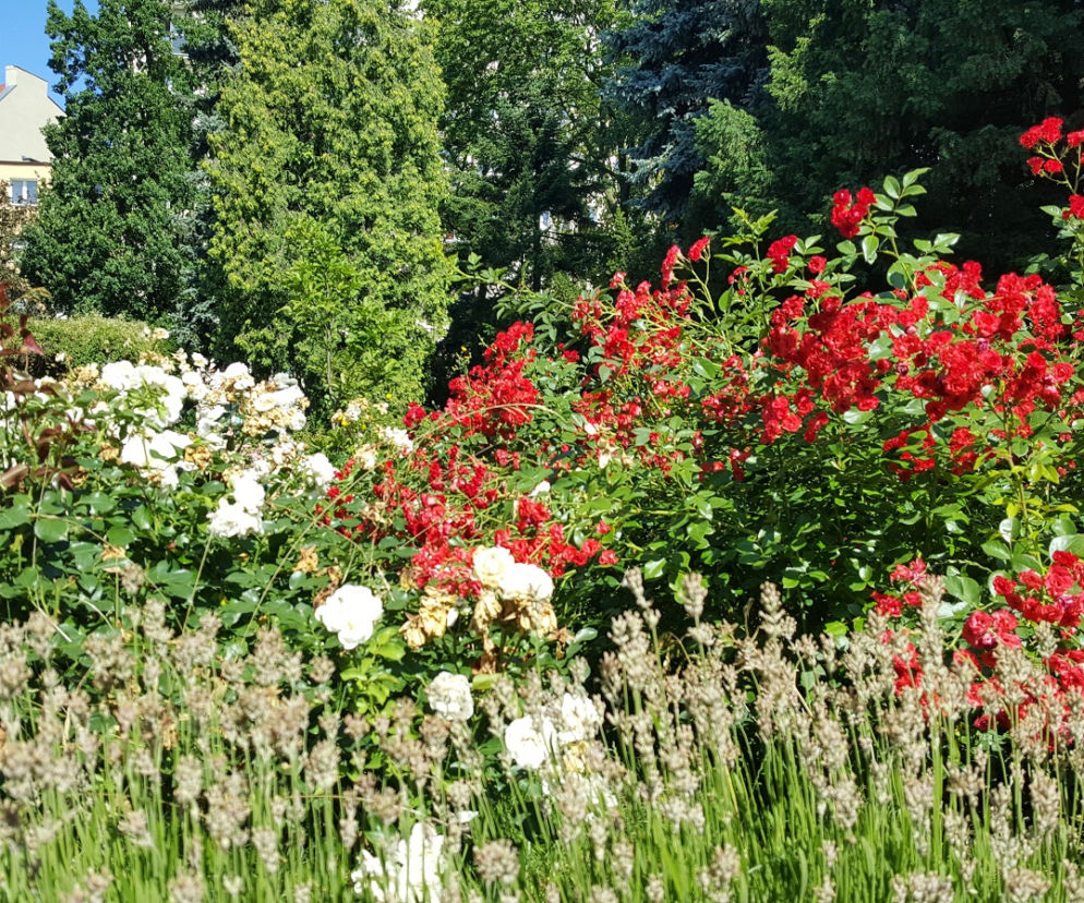 Są kolorowe, pachnące i... smaczne! Ogród Botaniczny zaprasza na jadalne kwiaty