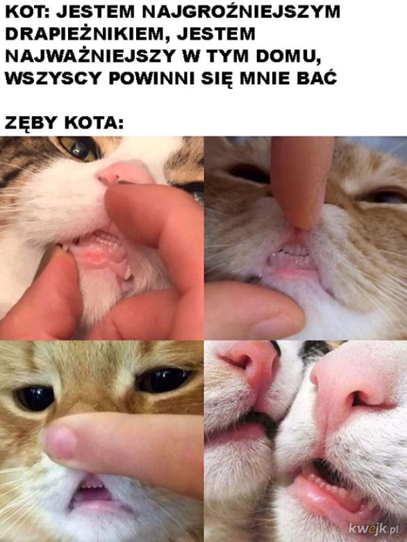 Dzień Kota 2020