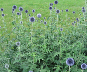 Jak stworzyć ogród na piaszczystej glebie? Oto wskazówki!