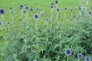 Ogród na piachu? To możliwe! Jak założyć ogród na piaszczystej glebie?