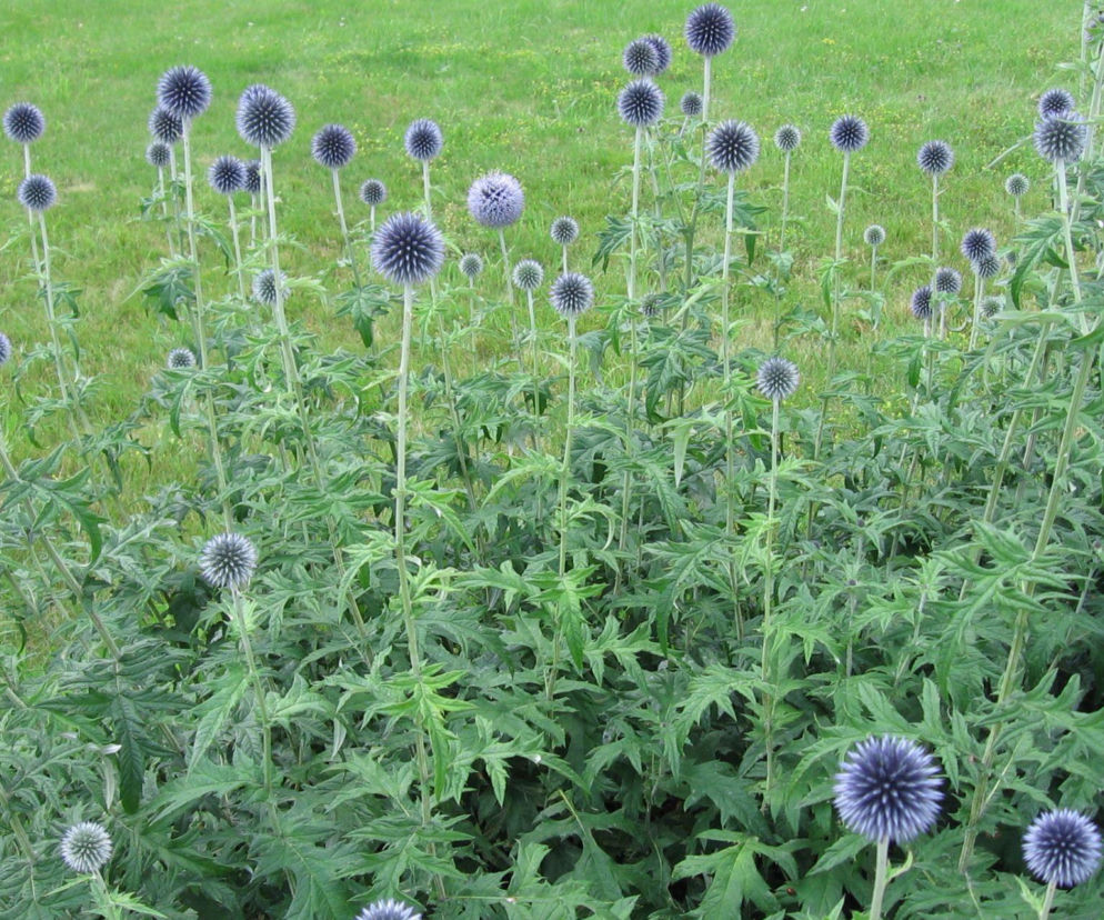 Jak stworzyć ogród na piaszczystej glebie? Oto wskazówki!