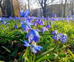 Cebulice kwitną w Szczecinie