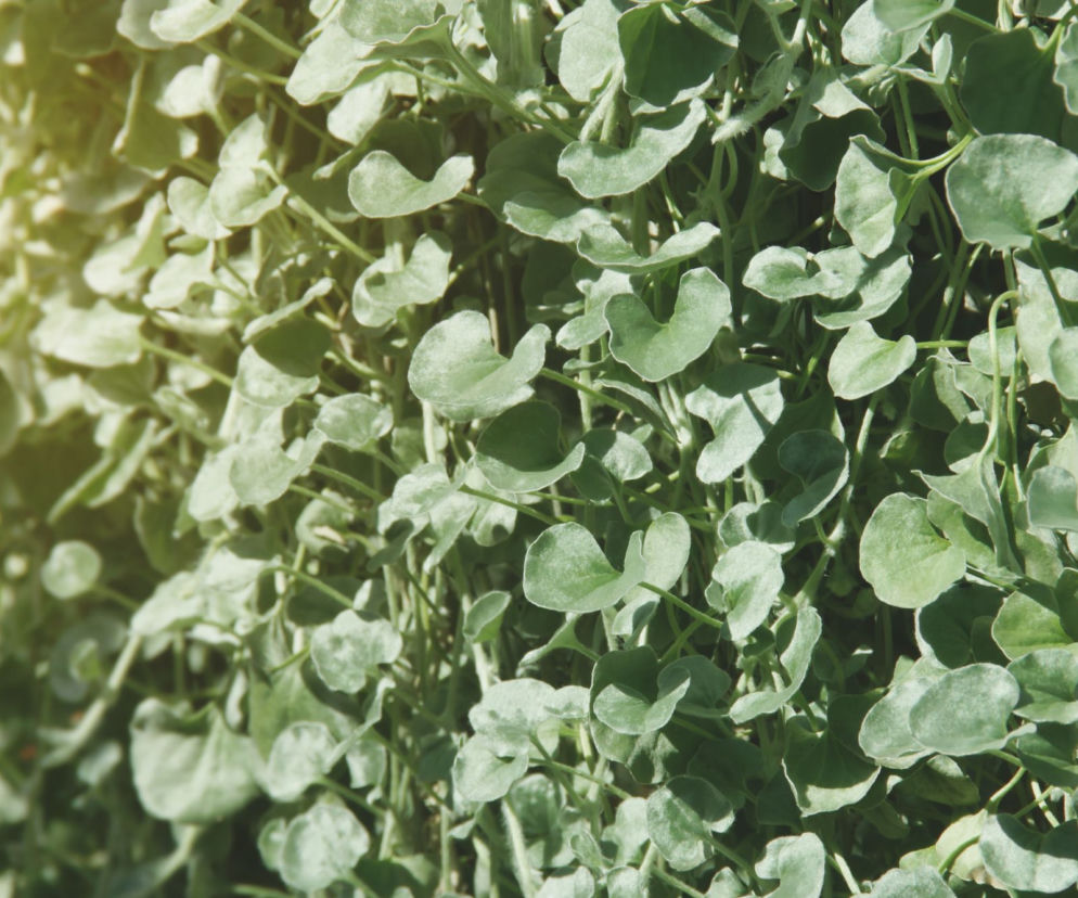 Dichondra srebrzysta