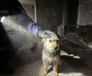 Interwencja policji w Suwałkach. Uratowany pies żył obok zwłok drugiego
