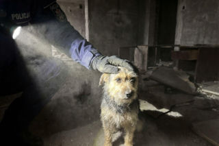 Interwencja policji w Suwałkach. Uratowany pies żył obok zwłok drugiego