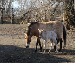 Te maluchy przyszły na świat w warszawskim ZOO w 2025 roku