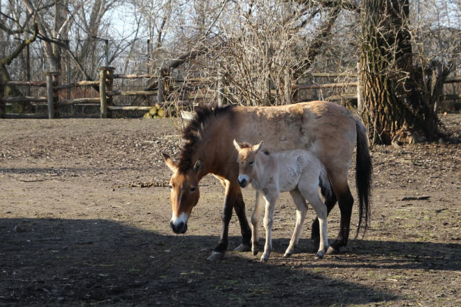 Koń Przewalskiego Rohan