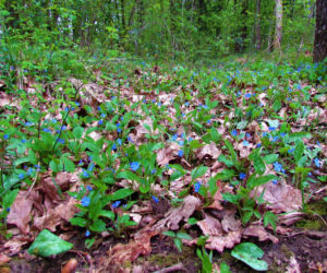 Ułudka wiosenna