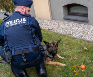 Otis nowy pies na komendzie