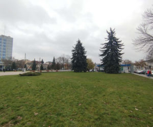 Choinka miejska Siedlce