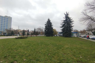 Choinka miejska Siedlce