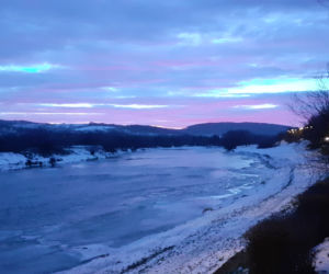 Dzikie kaczki nad Sanem w Przemyślu