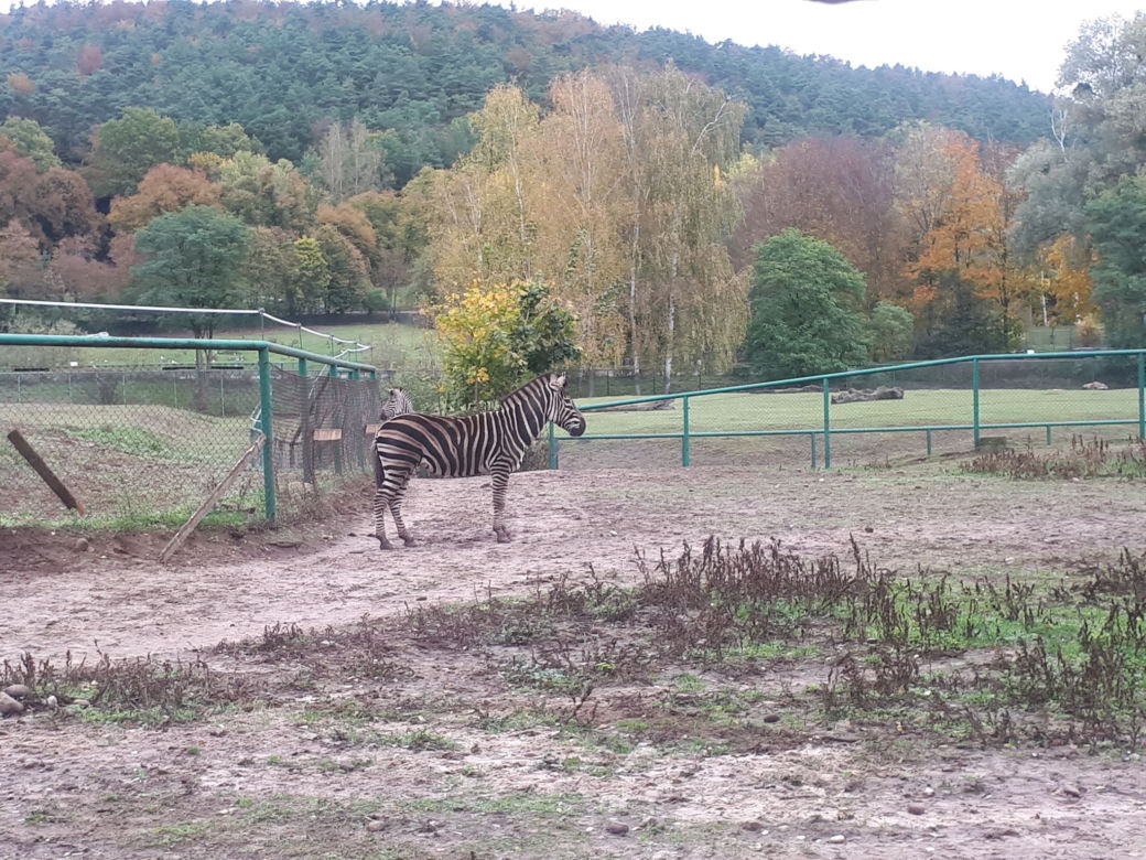 Nowi mieszkańcy w gdańskim zoo!