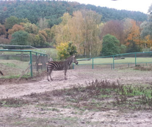 Nowi mieszkańcy w gdańskim zoo!