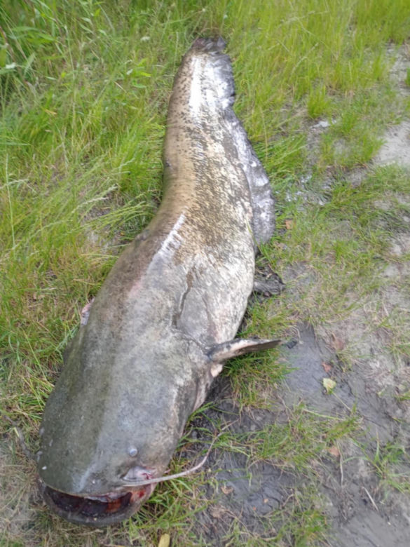Sum gigant Rafała Kopra