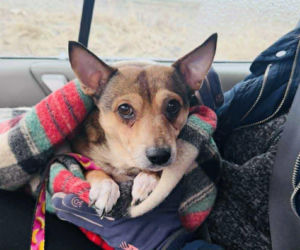 Bez wody, jedzenia i ciepła. Rawiccy policjanci odebrali psa zostawionego na działkach