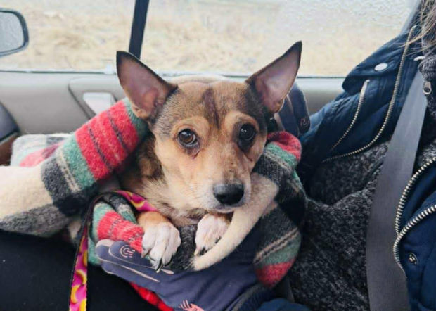 Na mrozie na działce bez żadnej opieki 