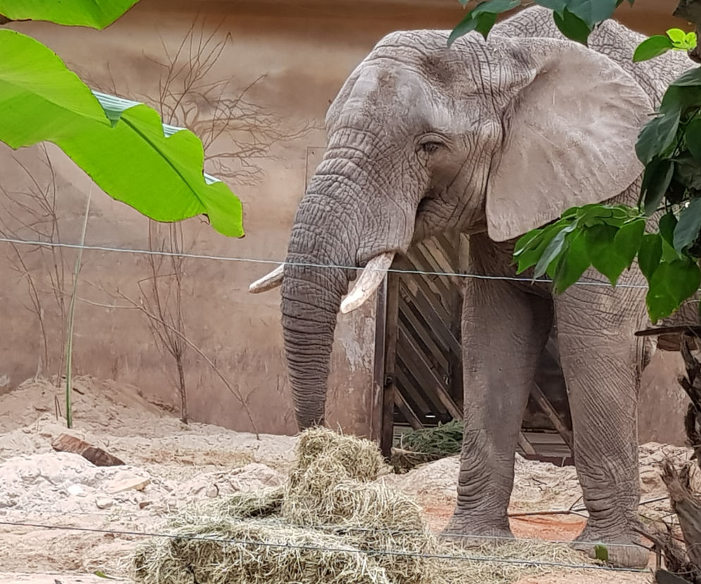 Zwierzaki w ZOO nie tęsknią za mroźną zimą