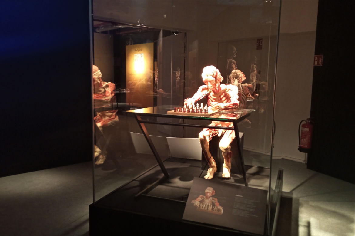 Wystawa Body Worlds w Szczecinie