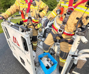 Uratowany ptak został postrzelony