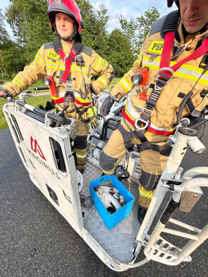 Uratowany ptak został postrzelony