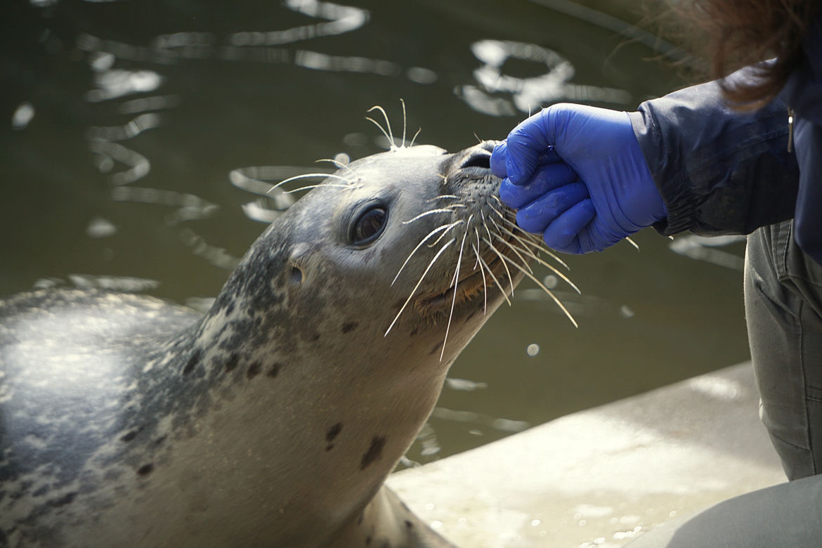Zoo Wrocław: Foka pospolita