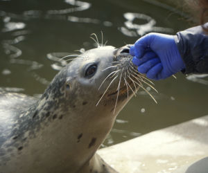 Zoo Wrocław: Foka pospolita
