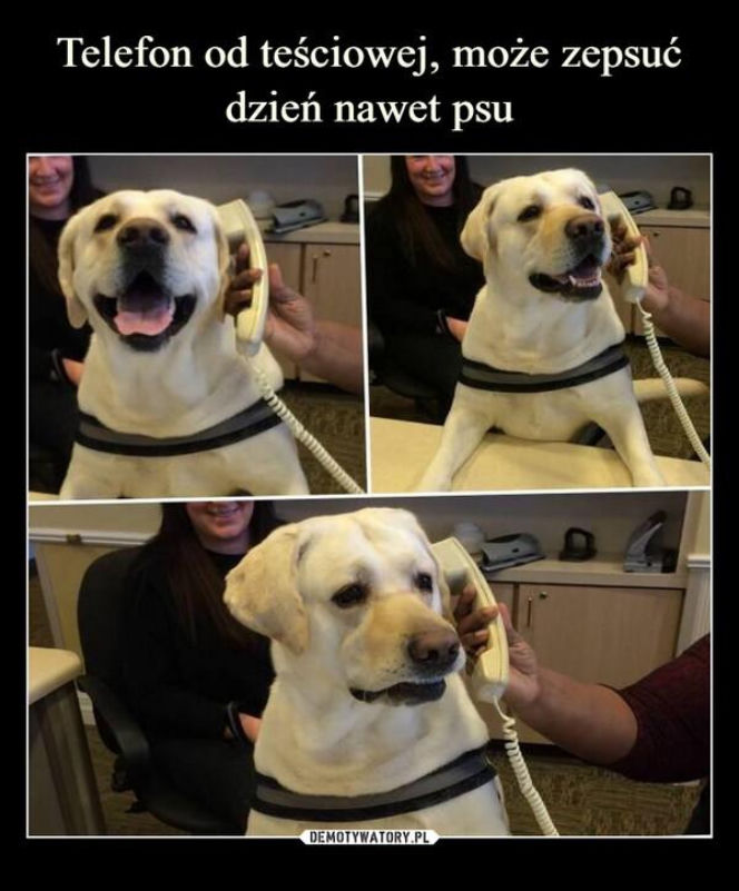 Tych memów o teściowych nie pokażesz mamie! Internauci nie mają litości