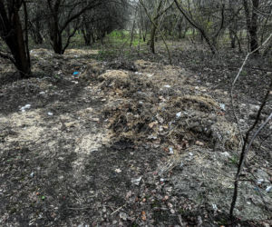 Zabrali dzieciom psa jak rzecz