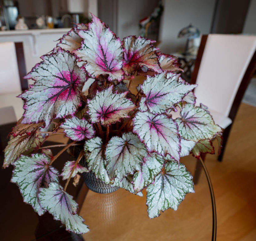 Begonia królewska