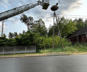 Uratowany ptak został postrzelony