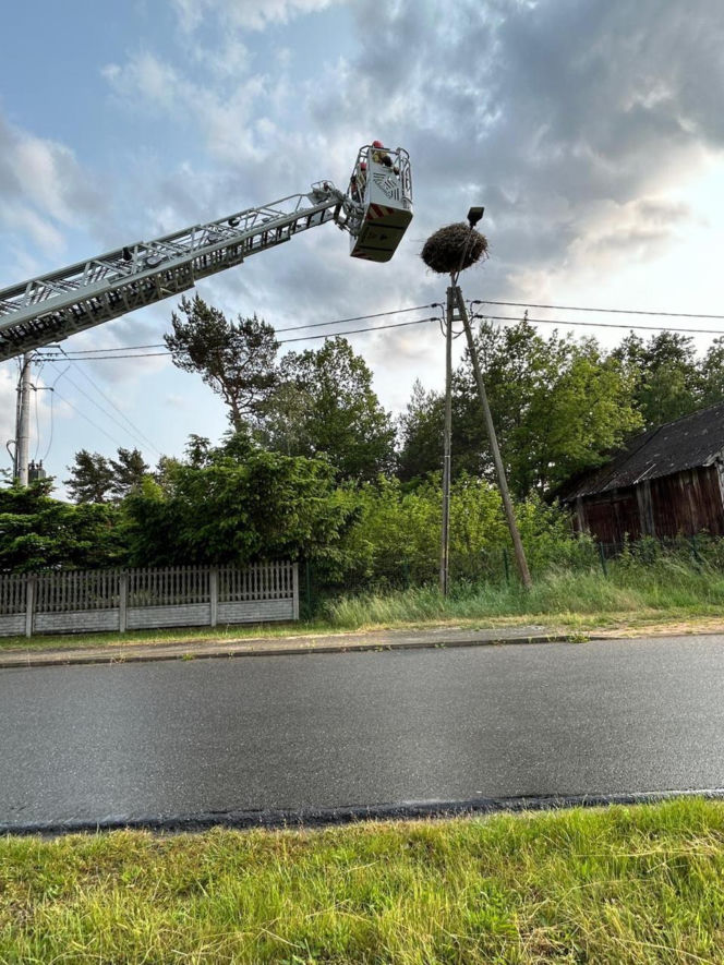 Uratowany ptak został postrzelony