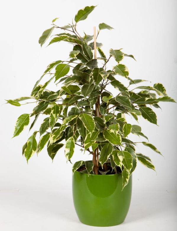 Figowiec benjamina