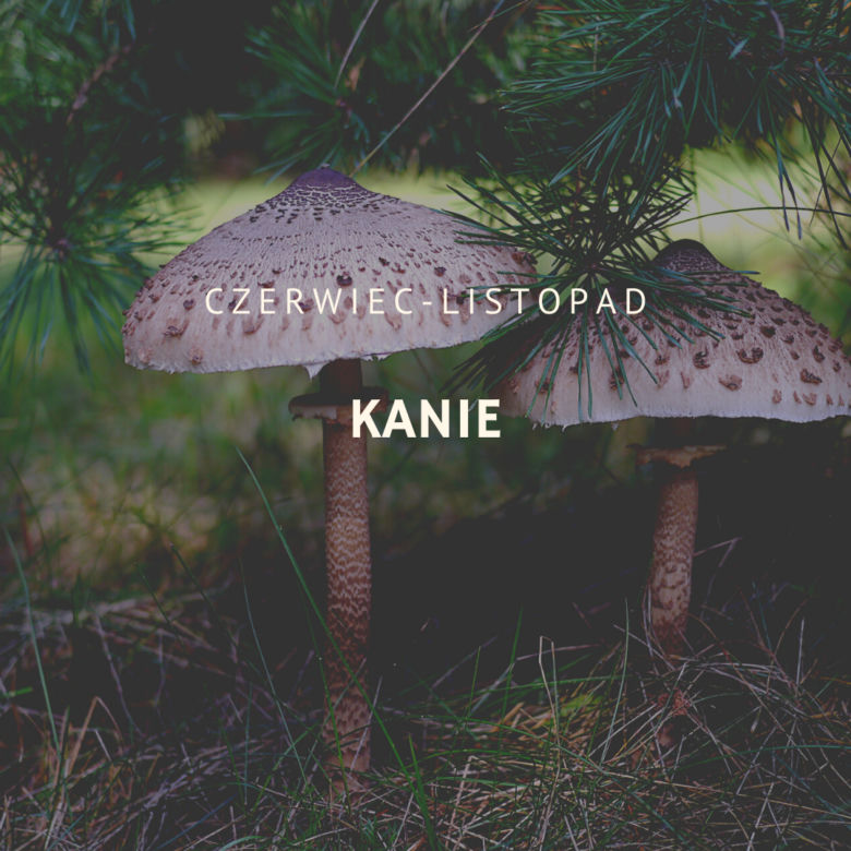 Kanie