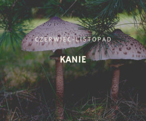 Kalendarz grzybiarza. Kiedy jest sezon na poszczególne grzyby?